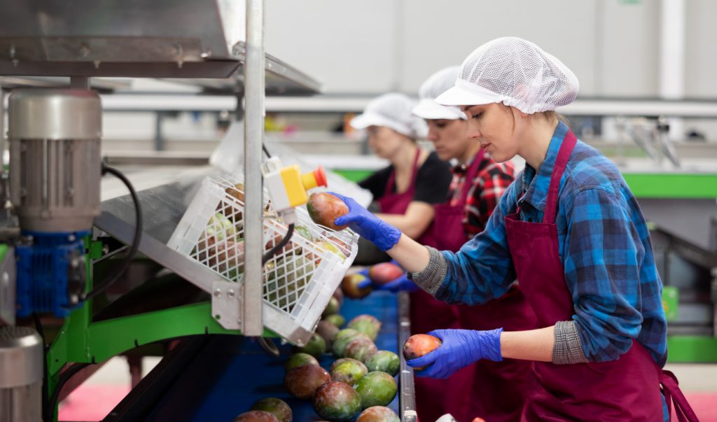 Fruit Processing workers with Haynes People