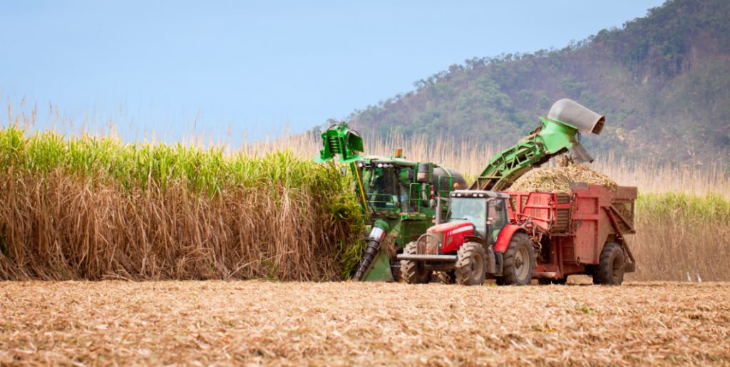 Haynes_Agriculture_Sugar cane harvesting
